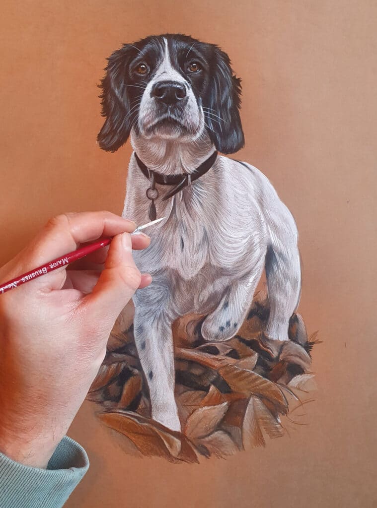 Process of drawing a Springer Spaniel Bobbys Hand Drawn Portraits