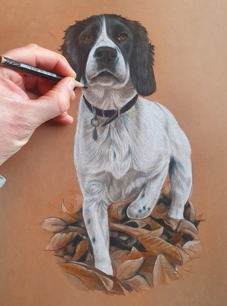 Process of drawing a Springer Spaniel Bobbys Hand Drawn Portraits