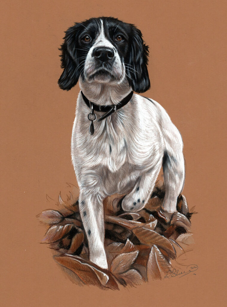 Process of drawing a Springer Spaniel Bobbys Hand Drawn Portraits