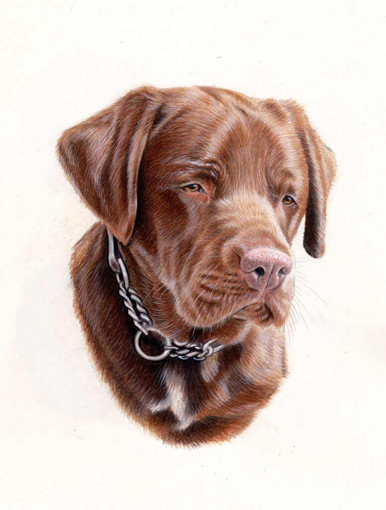 Chocolate Labrador timeline drawing Bobbys Hand Drawn Portraits