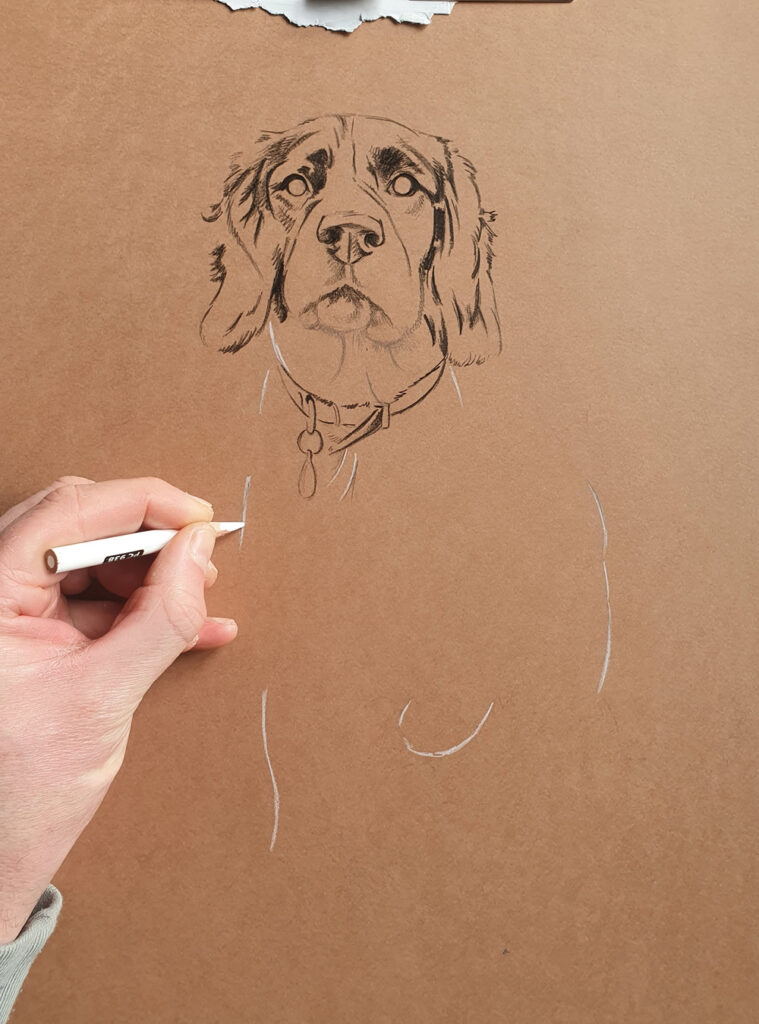 Process of drawing a Springer Spaniel Bobbys Hand Drawn Portraits