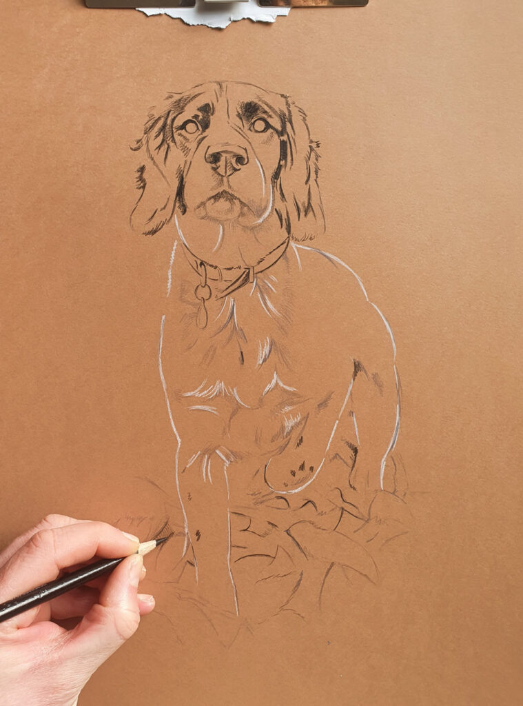 Process of drawing a Springer Spaniel Bobbys Hand Drawn Portraits