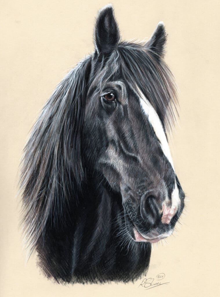 Horse Portrait Drawing Bobbys Hand Drawn Portraits