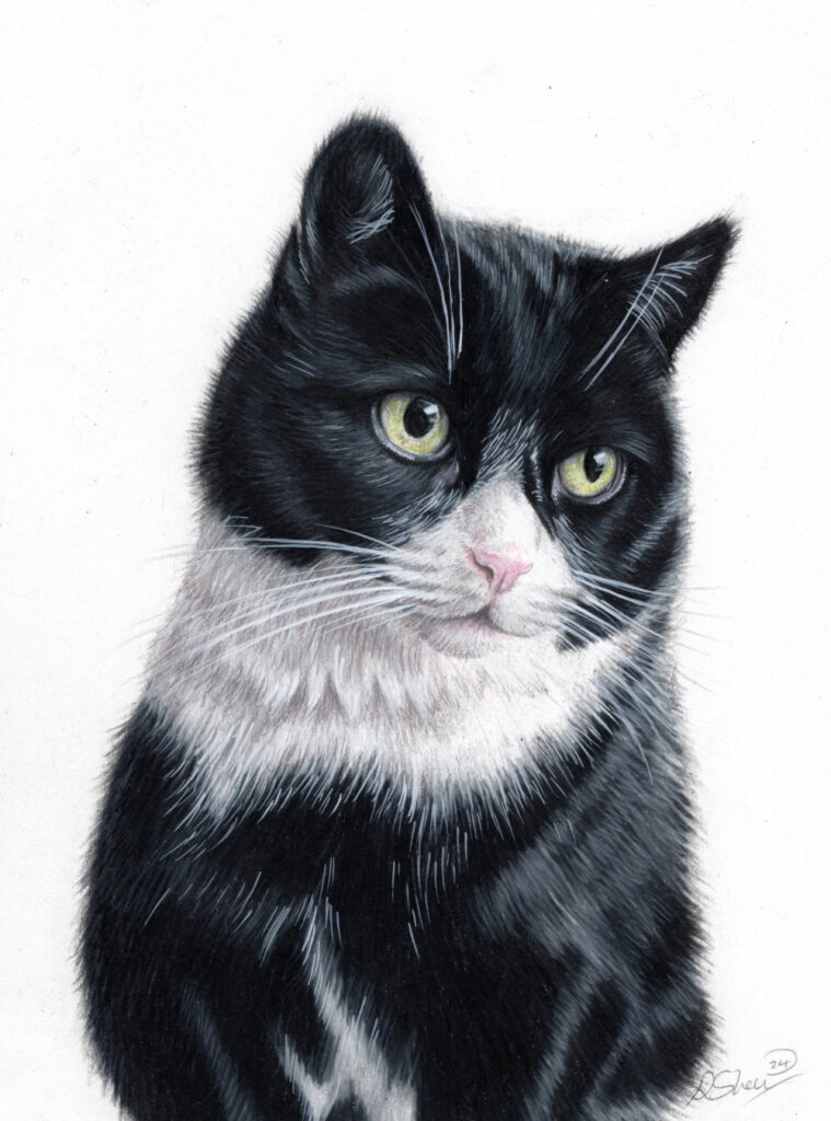 Cat Portrait Artist Uk Bobbys Hand Drawn Portraits