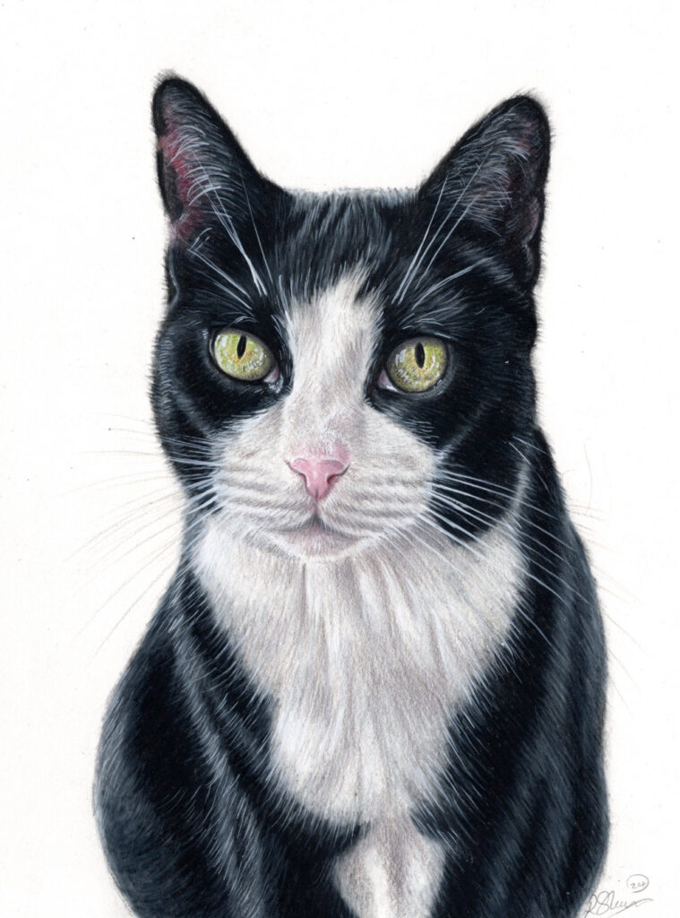 Cat Portrait Artist Uk Bobbys Hand Drawn Portraits