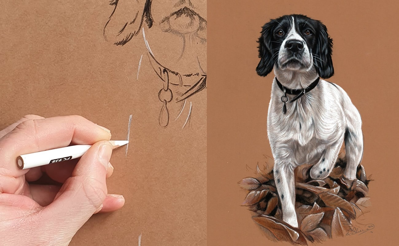 spaniel drawing process