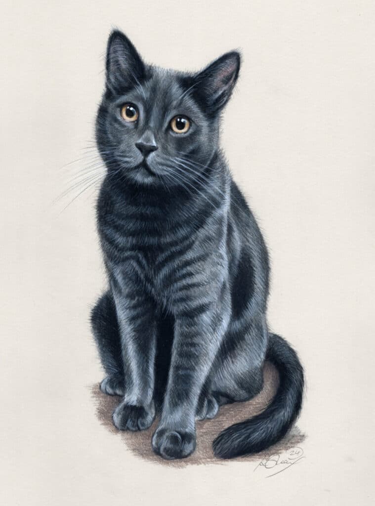 A portrait of a steel grey cat. Bobbys Hand Drawn Portraits