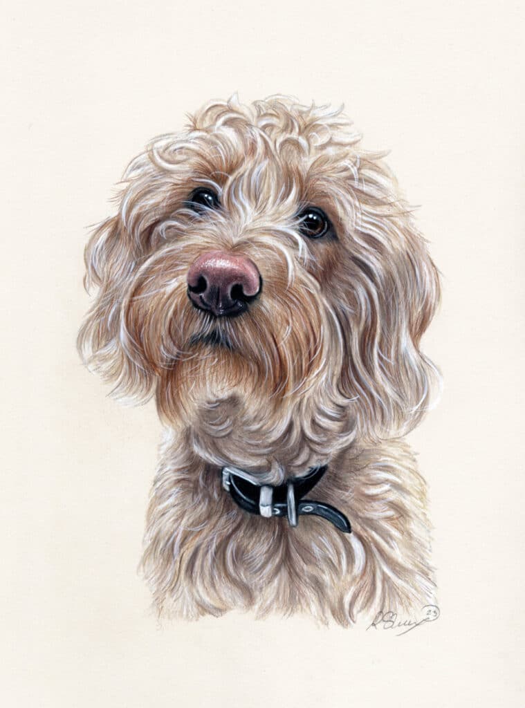 Cockapoo Dog Drawing Bobbys Hand Drawn Portraits