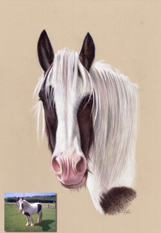 horse drawing Bobbys Hand Drawn Portraits