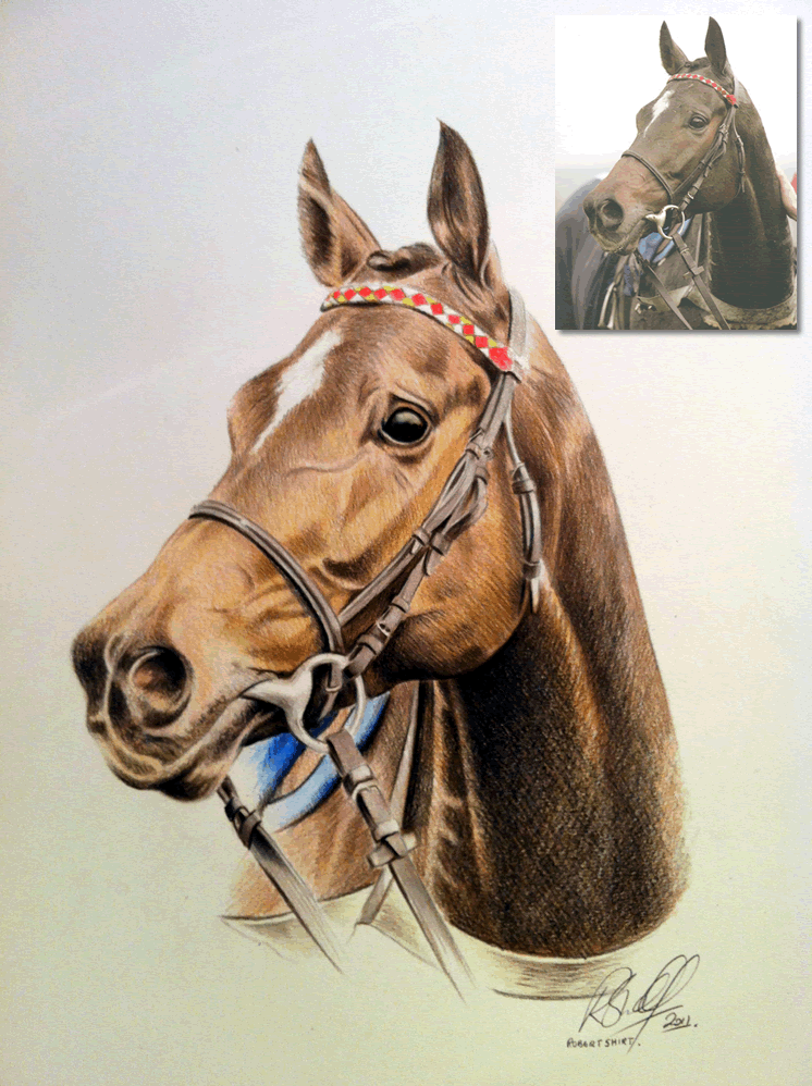 horse colour drawing Bobbys Hand Drawn Portraits