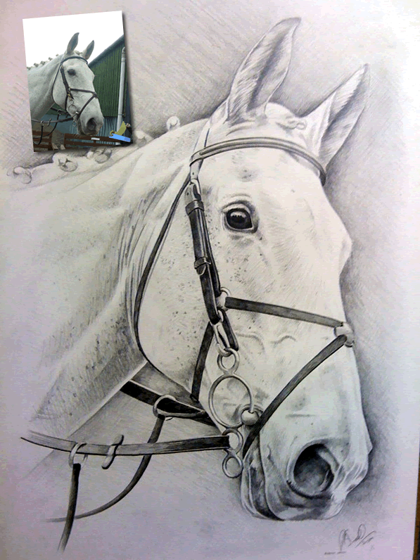graphite horse drawing