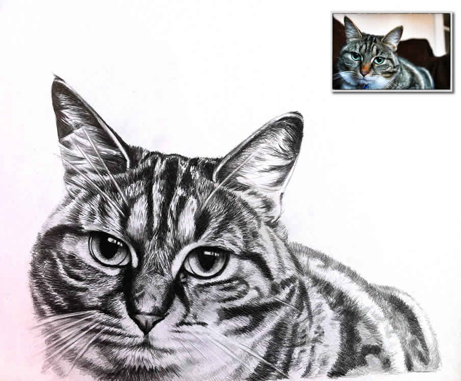 cat drawings Bobbys Hand Drawn Portraits