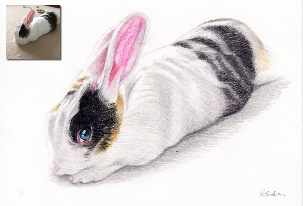 Drawing of rabbit stock illustration. Illustration of colour - 7969738