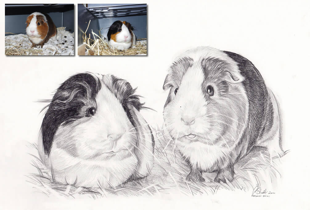 guinea pig drawing Commission hand drawn portraits