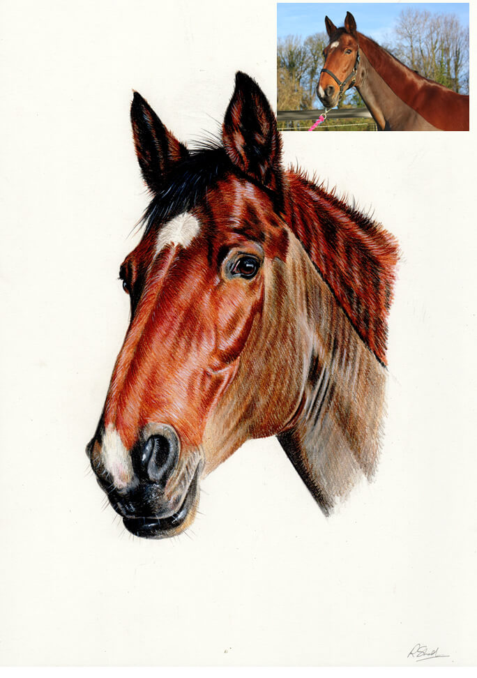 colour pencil drawing of horse