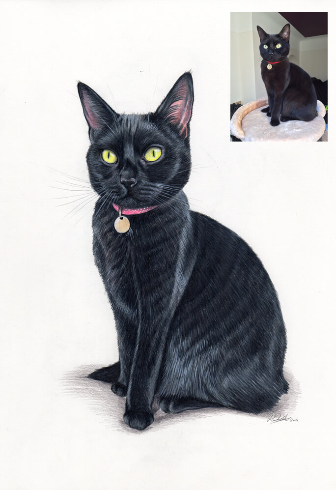 colour portrait of a cat