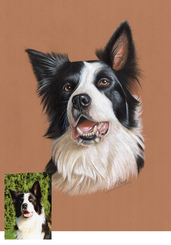 colour drawing border collie