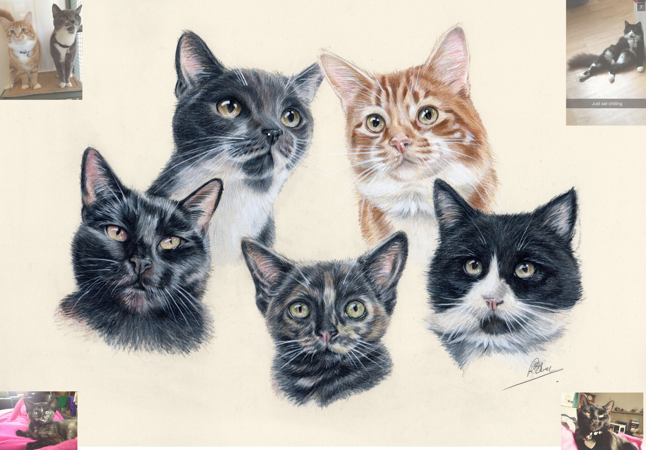 cat portrait compilation