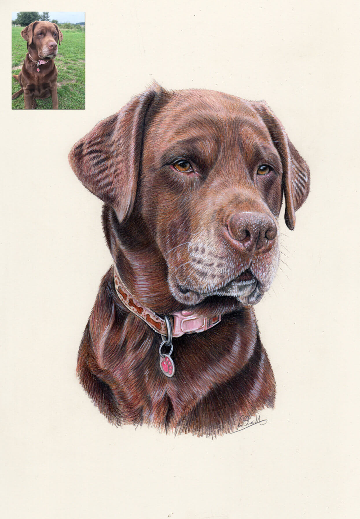 Chocolate Labrador portrait Bobbys Hand Drawn Portraits