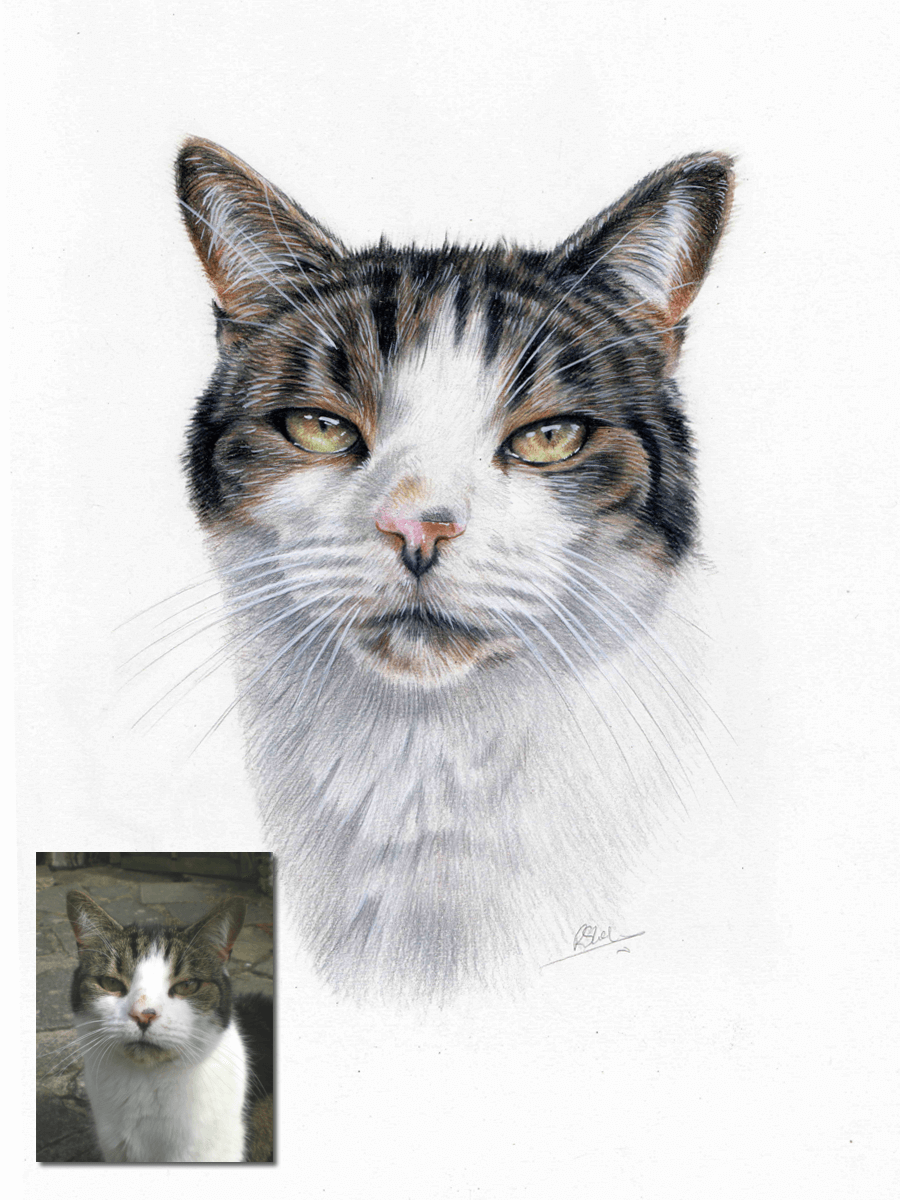 cat portrait drawing