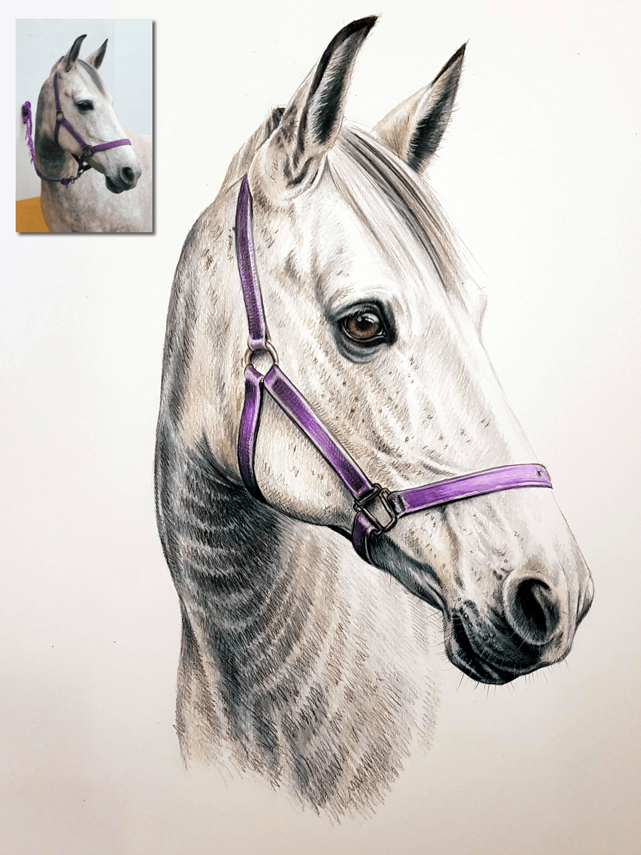 colour horse portrait