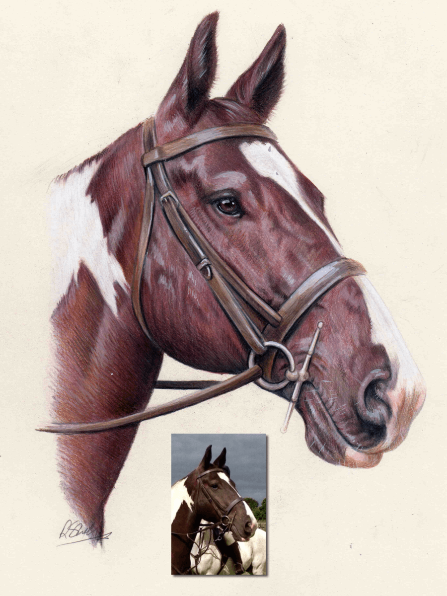 horse portrait drawing