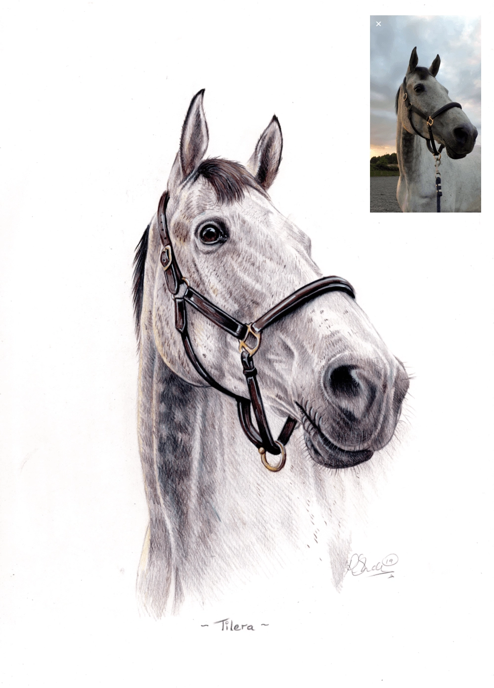 Buy Horse Portrait Colored Pencil DRAWING Horse Painted Horse Colored Horse  Drawing Commissioned Drawing Hand-drawn Online in India - Etsy
