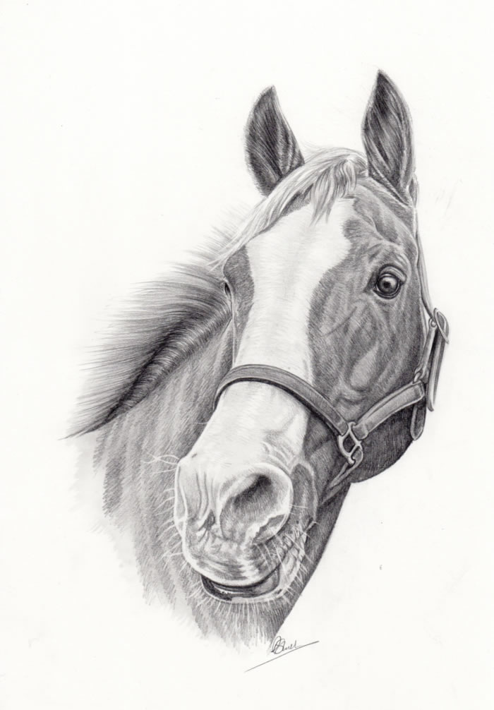 Graphite horse drawing