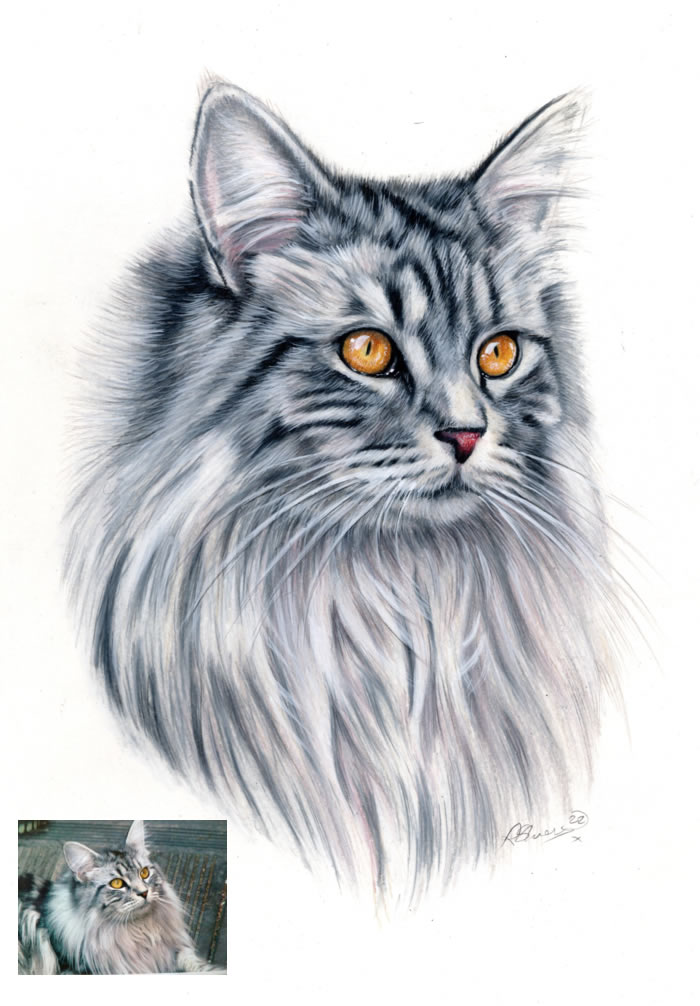 Colour pencil drawing of a cat - Bobbys Hand Drawn Portraits.