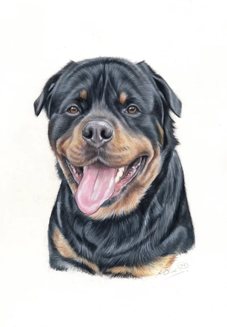 Rottweiler Colour Portrait Drawing  Bobbys Hand Drawn Portraits