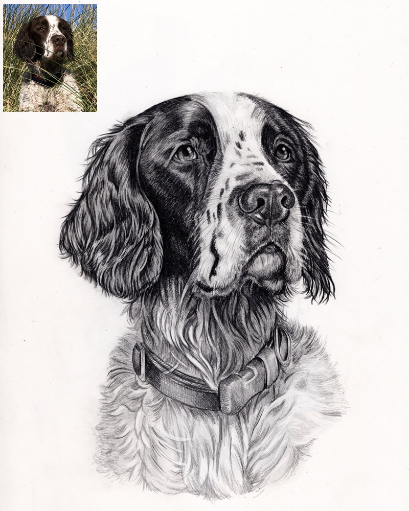 Hand drawn dog portraits - dog portrait artist - Dog portraits from photos.