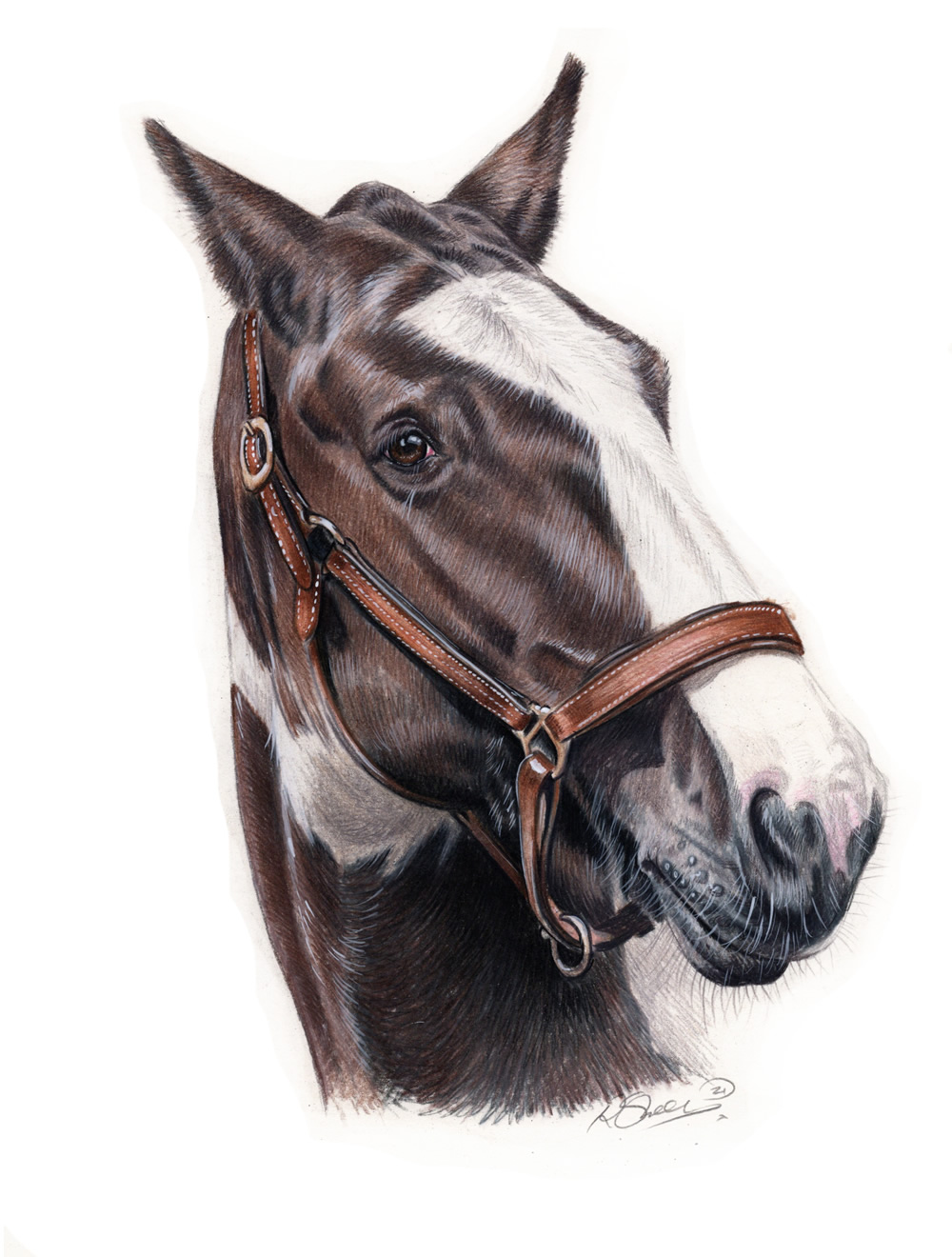 You guys liked the drawing of the golden, so here's a horse. : r/drawing