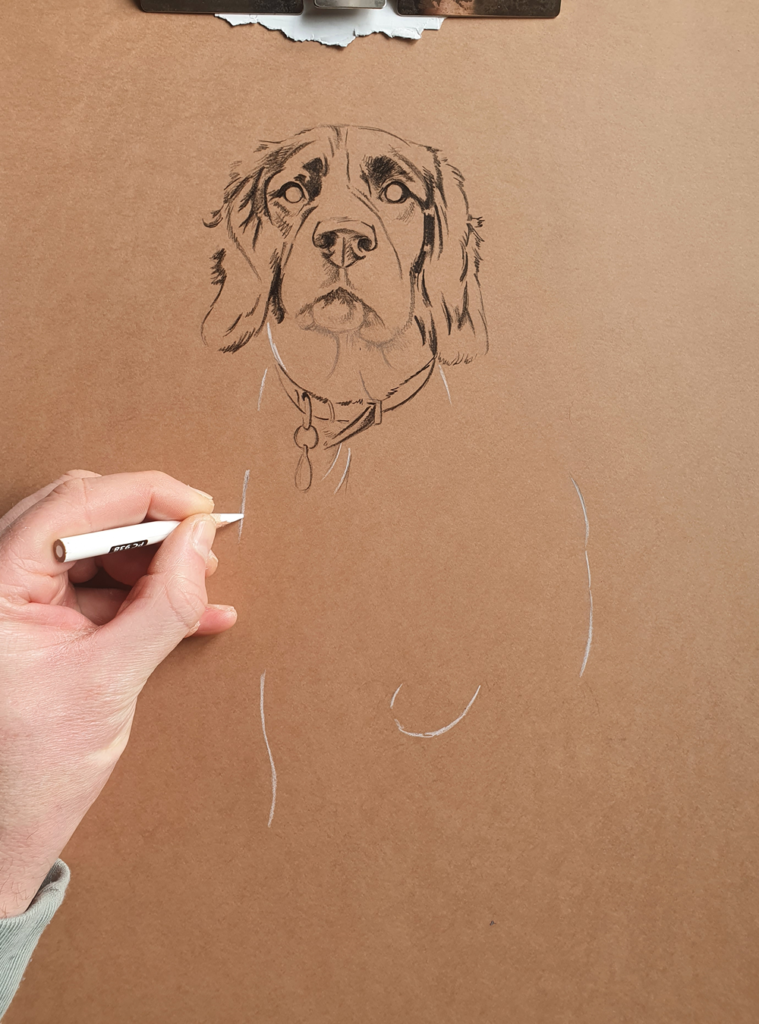 Process of drawing a Springer Spaniel Bobbys Hand Drawn Portraits