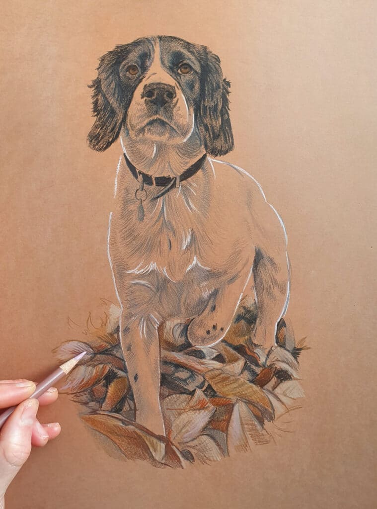 Process of drawing a Springer Spaniel Bobbys Hand Drawn Portraits