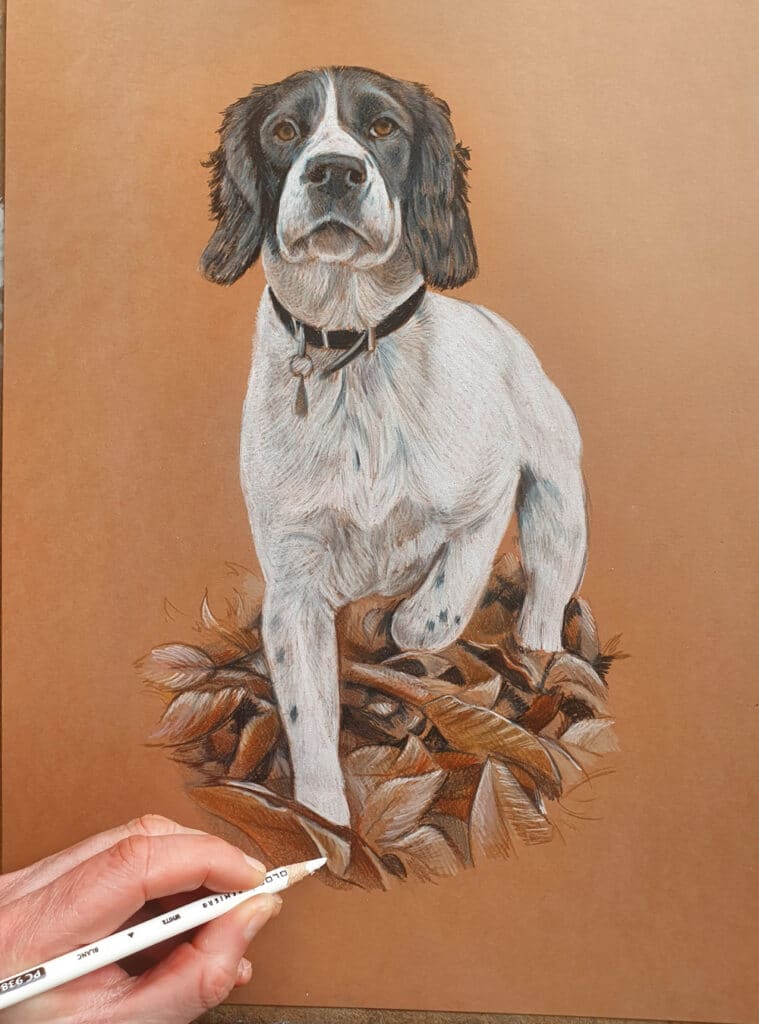 Process of drawing a Springer Spaniel Bobbys Hand Drawn Portraits