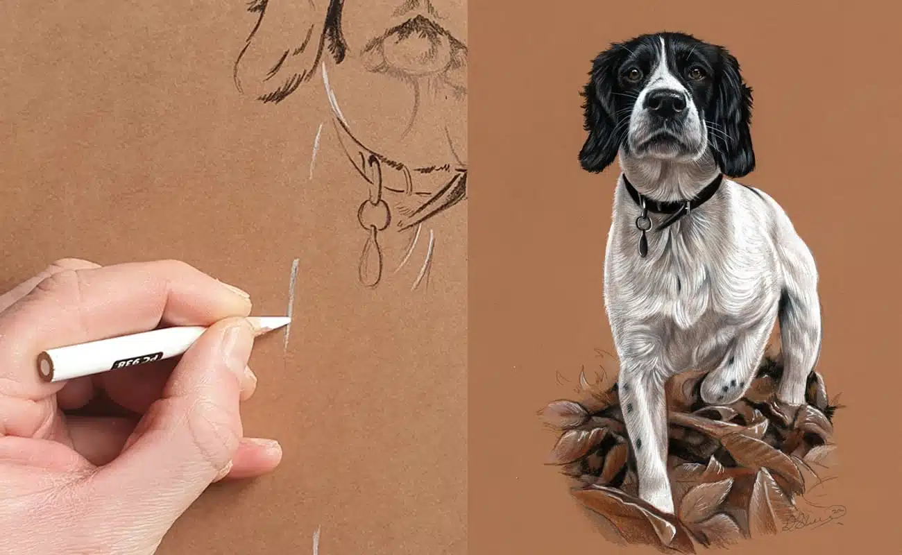 Featured image for “Process of drawing a Springer Spaniel”