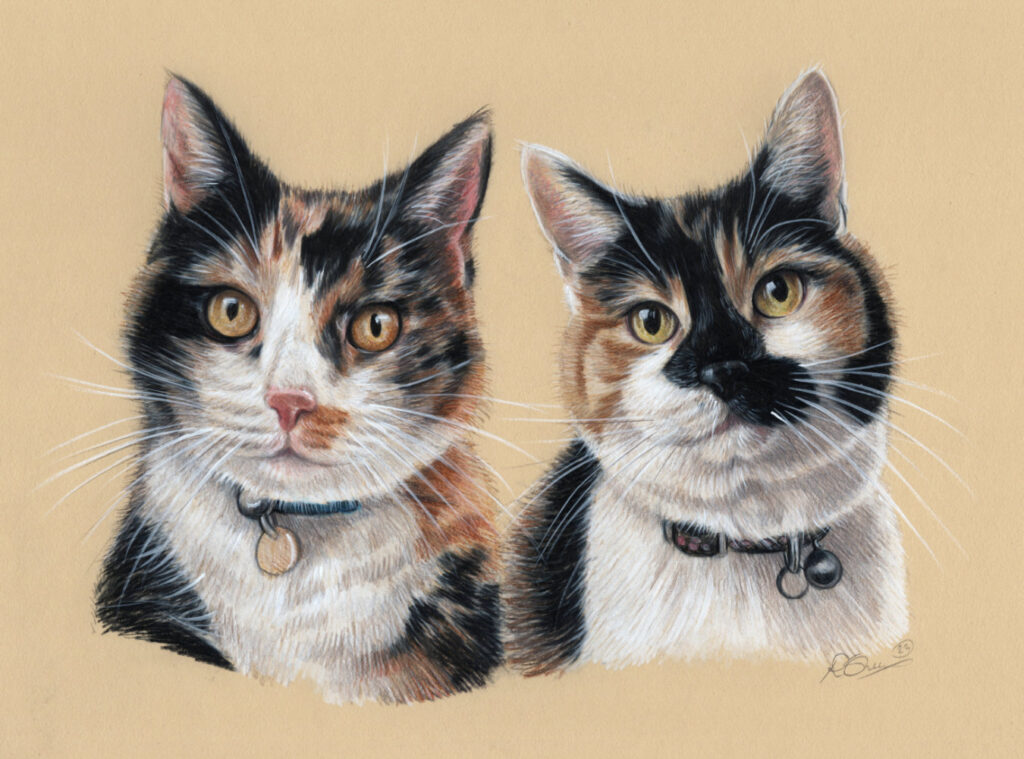 A Portrait of Two Tabby Cats Bobbys Hand Drawn Portraits