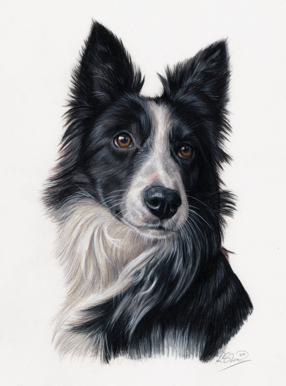 Colour drawing of a border collie