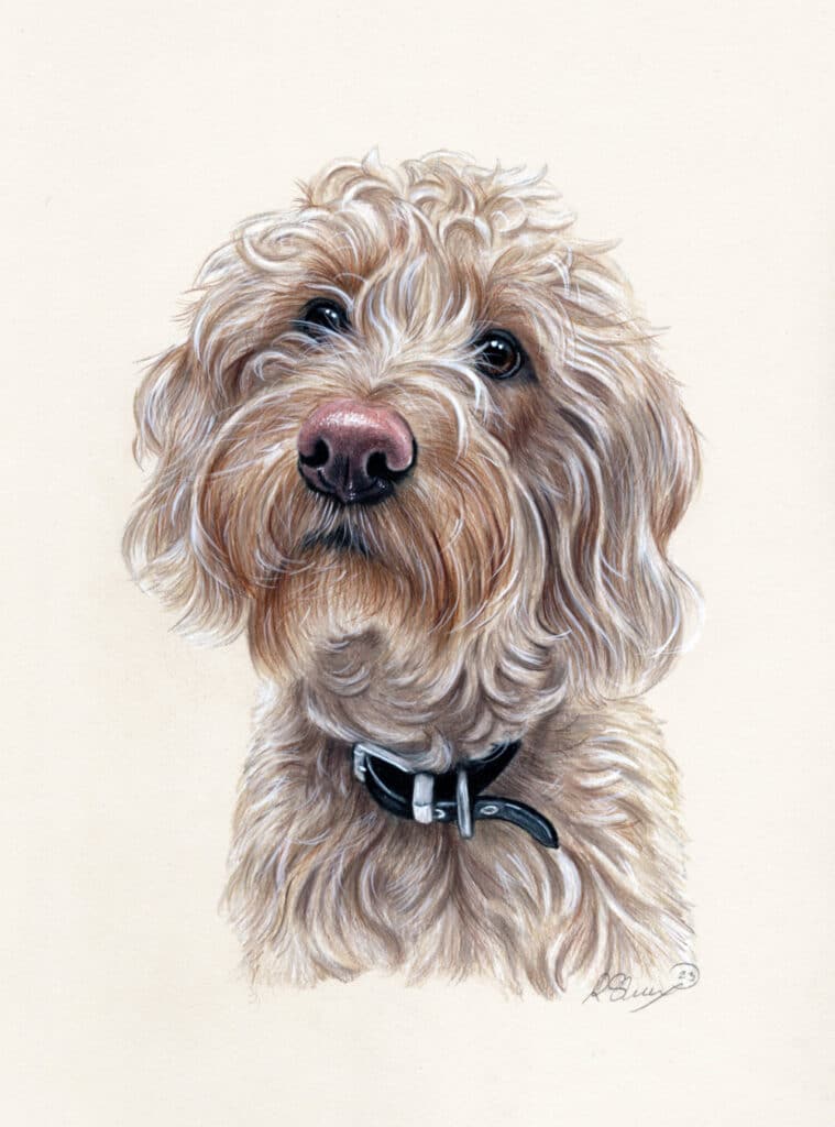 Portrait of the Beloved Cockapoo Bobbys Hand Drawn Portraits