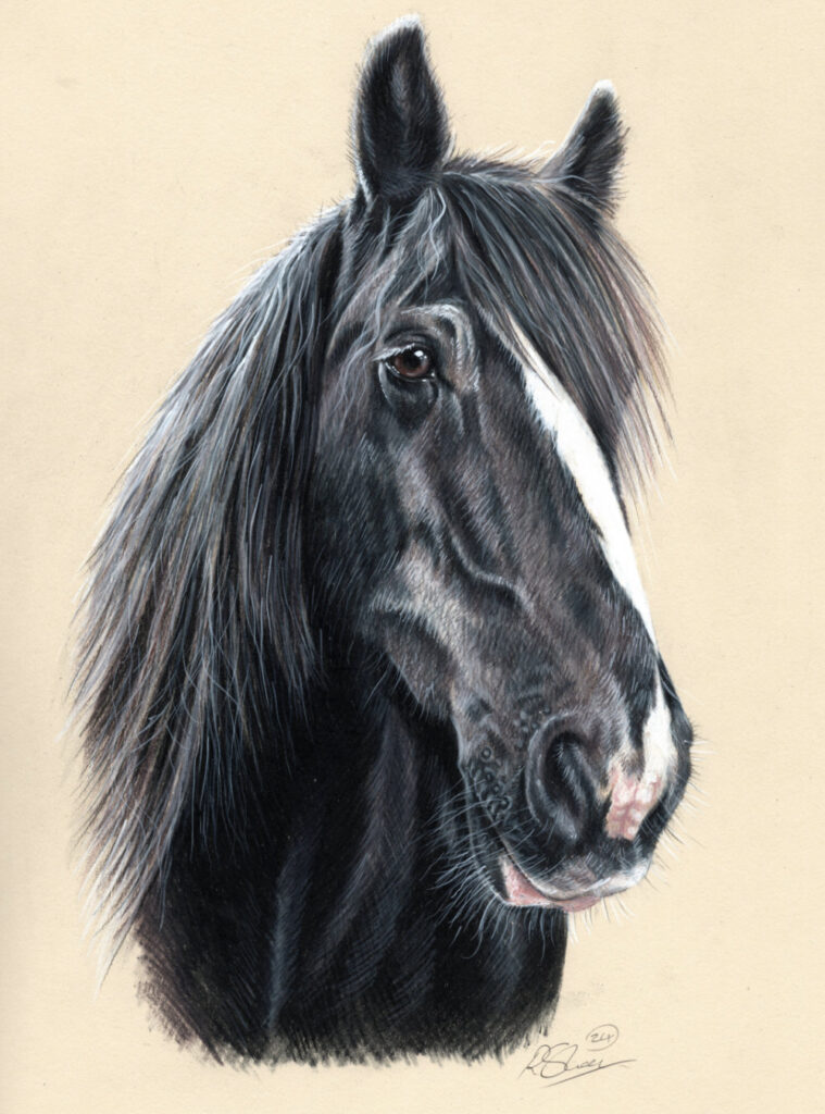 Horse Portrait Drawing Bobbys Hand Drawn Portraits