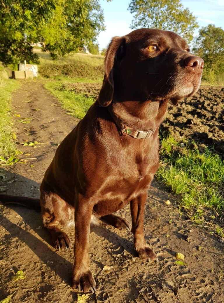 Pet Portrait Photography tips Bobbys Hand Drawn Portraits