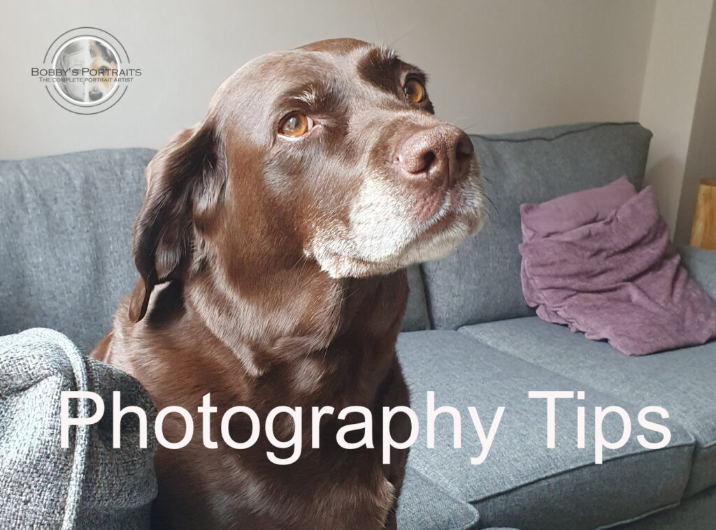 Pet Portrait Photography tips Bobbys Hand Drawn Portraits