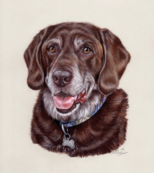 Stunning Memorial Pet Portraits Bobbys Hand Drawn Portraits