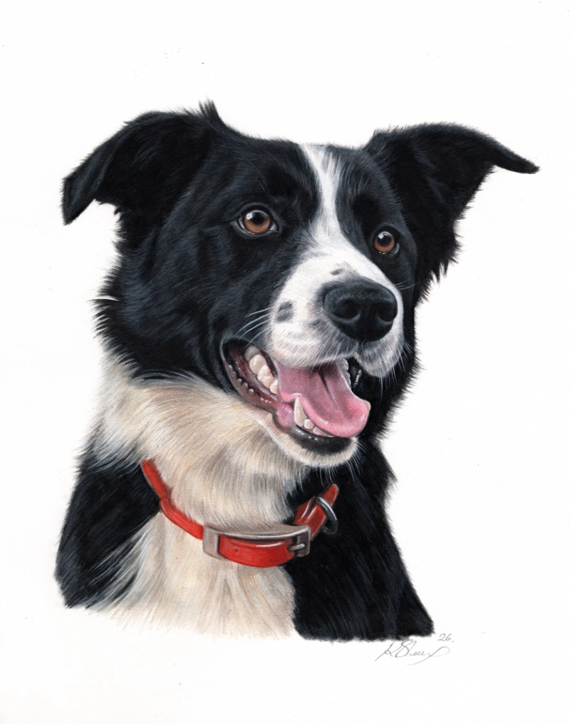 A Border Collie with a Big Smile &ndash; Colour Pencil Portrait